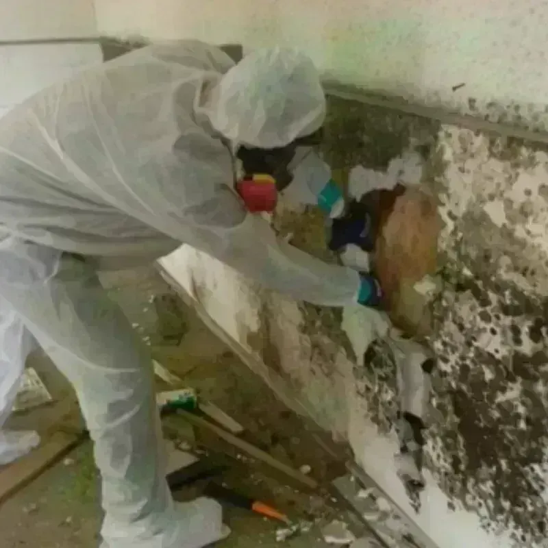 Mold Remediation and Removal in Bridgeport, NY